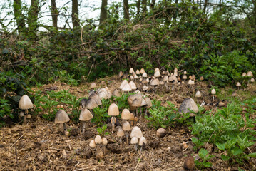 mushrooms in the forest