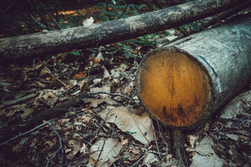 Sawn logs in a forest