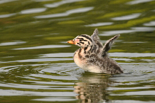 Funny looking cute baby Red-necked Grebe bird sketches its wings while swimming alone on lake