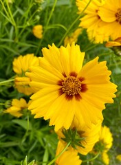 yellow flower