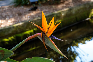 Bird of Paradise (Strelitzia reginae) flower
