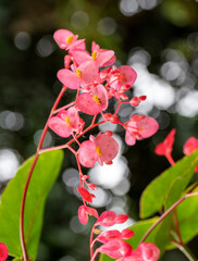 Pink begonia flowers