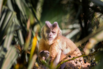 Brazilian Apes
This kind of ape is very rare in Brazil.