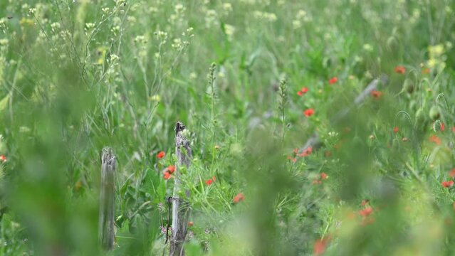Calandra Lark Melanocorypha calandra bird in the wild. A bird is sitting on a dry stick in a field in the steppe. Bird flies away.