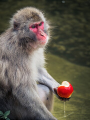 Japanese snow monkey eating an apple