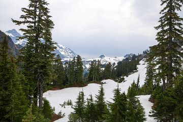 Snow melt June Mount Baker Washington