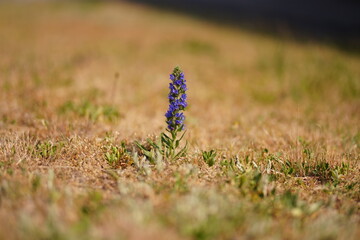 Fioletowy polny kwiat pośród wyschniętej trawy w upalny słoneczny dzień - obrazy, fototapety, plakaty