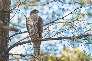 northern goshawk into the tree pines forest