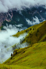 landscape with hills, trees and fog