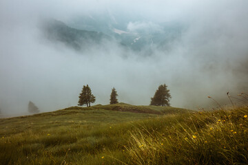 landscape with hills, grass, trees and fog