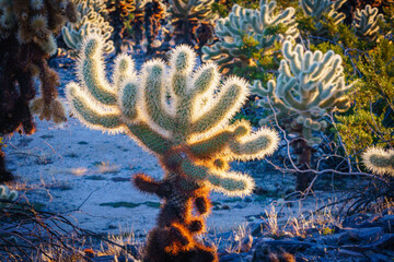 Obraz premium cholla cactus at sunrise in joshua tree national park california usa