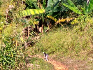 Northern Thailand Chiang Dao Jungles