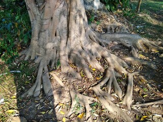 Chiang Dao National Park and jungles