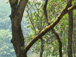 Fototapeta premium Chiang Dao National Park and jungles
