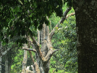 Chiang Dao National Park and jungles