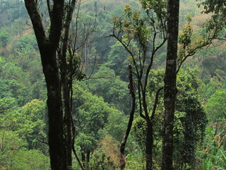 Fototapeta premium Chiang Dao National Park and jungles