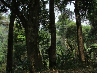 Chiang Dao National Park and jungles