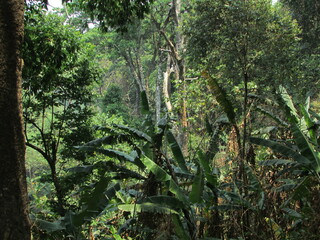 Fototapeta premium Chiang Dao National Park and jungles