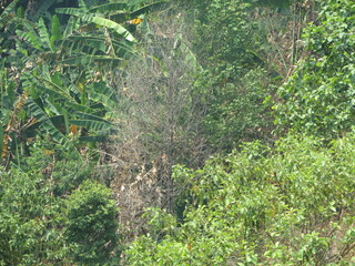 Chiang Dao National Park and jungles