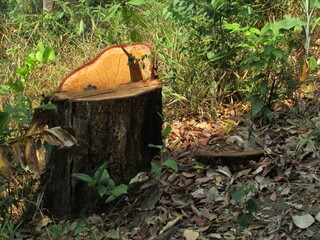 Chiang Dao National Park and jungles