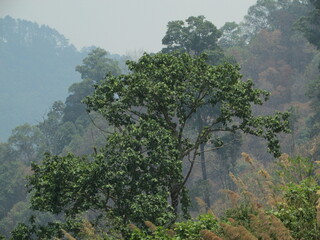 Obraz na płótnie Canvas Chiang Dao National Park and jungles