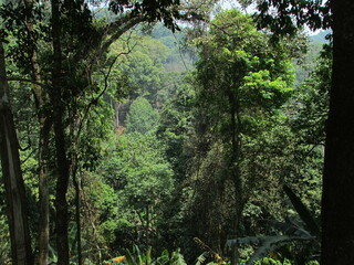 Chiang Dao National Park and jungles