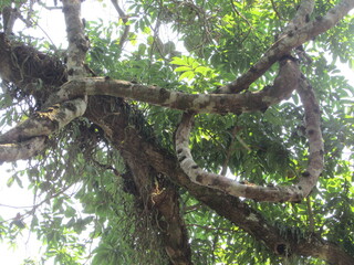 Fototapeta premium Chiang Dao National Park and jungles