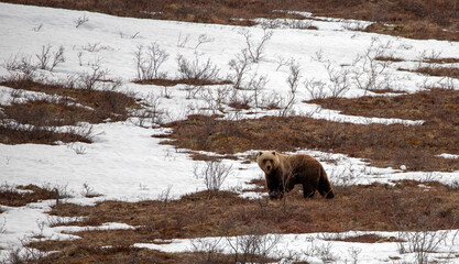 Grizzly bear in Denali National Park in Alaska United States