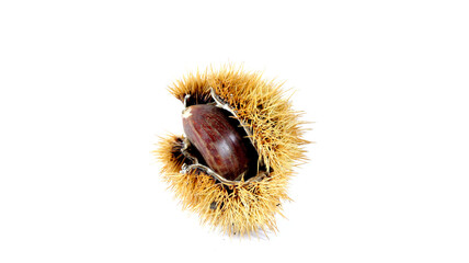 close up of a chestnut inside its shell on a white background
