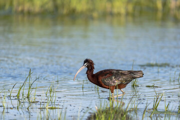 Glossy Ibis (Plegadis falcinellus) Searching for Food in a Marsh