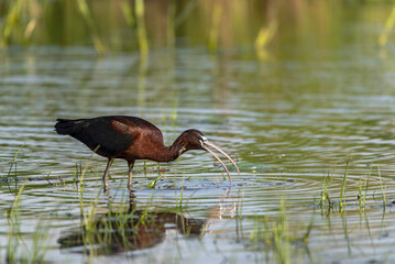 Glossy Ibis (Plegadis falcinellus) Searching for Food in a Marsh