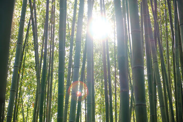 Arashiyama Bamboo Forest and sunbeam in Kyoto, Japan. Green bamboo grove nature background.