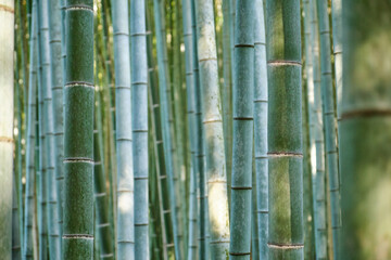 Arashiyama Bamboo Forest in Kyoto, Japan. Green bamboo grove nature background.