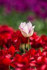 Beautiful tulips are in full bloom