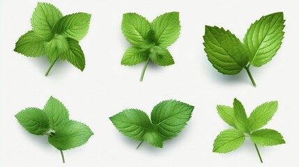 A variety of green leaves isolated on a white background