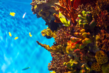 Underwater view of coral reef with fish and corals in the Red Sea