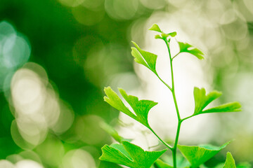 Ginkgo biloba branch on a green bokeh background in the rays of the sun .healing plants. Useful...