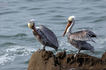 Male pelicans perched on the central coast of Cambria California United States
