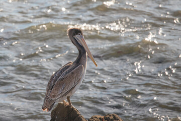 Young pelican perched on seaside rock on the central coast of Cambria California United States