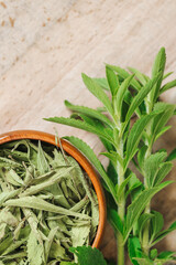 Dried stevia and green twig cup on a wooden board .Stevia plant.Sugar substitute. Natural dietary sweetener.Alternative Low Calorie Vegetable Sweetener. 