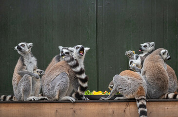 Ring-tailed lemurs eat a variety of vegetables in their enclosure and are making funny faces at Hoenderdaell zoo in Anna Paulowna, North holland (noord-holland), the Netherlands