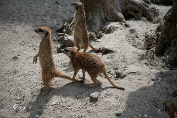 Side shot of cute alerted meerkats in their enclosure at Hoenderdaell zoo in Anna Paulowna, Noord...