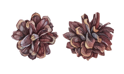Set with watercolor hand-drawn top view fir or pine cone isolated on white background. Forest object for christmas celebration. Nature clipart for card invite or textile. Wallpaper or wrapping