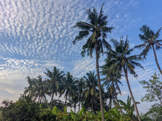 Coconut palm trees, beautiful tropical background