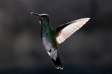 hummingbird in flight