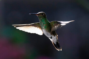 hummingbird in flight
