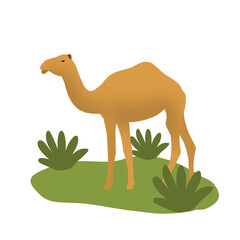 Camel on a grass