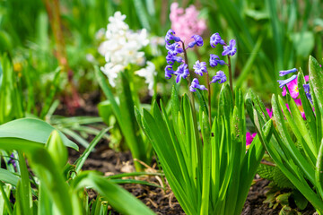 Fototapeta premium Flowers in the flowerbed Hyacinths. Greening the urban environment. Background with selective focus