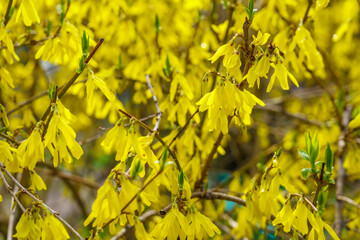 Forsythia flowers. Greening the urban environment. Background with selective focus and copy space