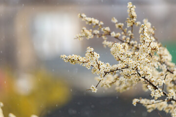 Rain and flowering trees with selective focus, toned. Spring background with copy space